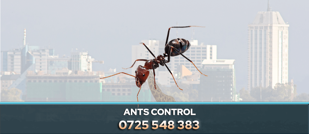 ANTS CONTROL PEST CONTROL NAIROBI KENYA