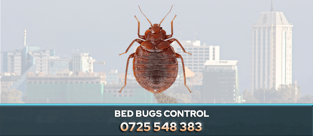 BED BUGS CONTROL PEST CONTROL NAIROBI FUMIGATION KENYA