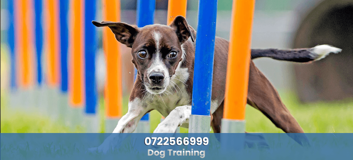 Dog Training services nairobi kenya