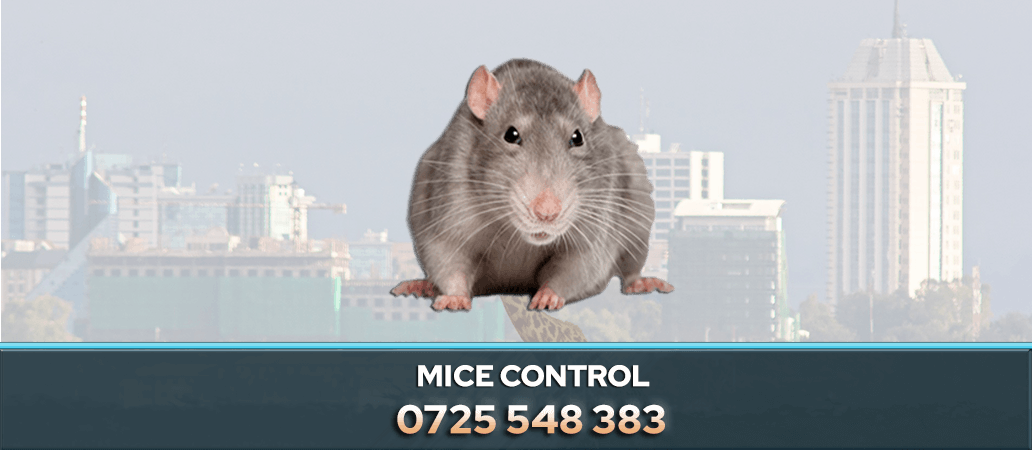 MICE CONTROL NAIROBI KENYA PEST CONTROL COMPANY