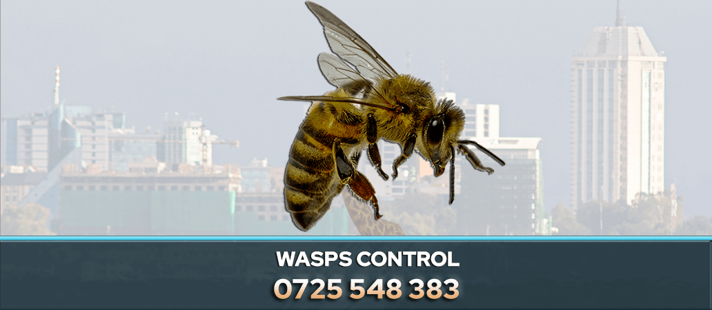 WASPS CONTROL NAIROBI KENYA PEST CONTROL COMPANY