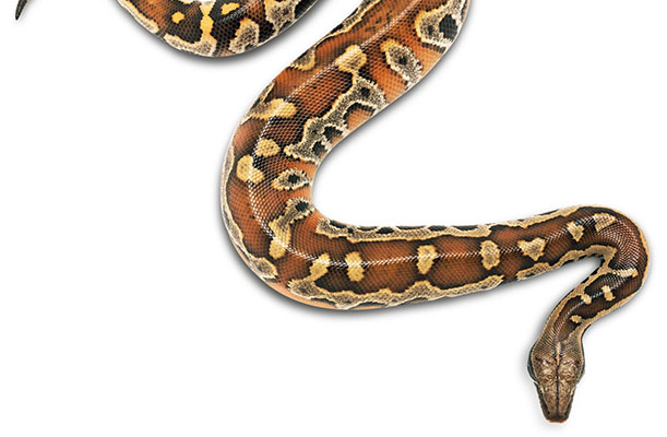 snakes pest control nairobi kenya